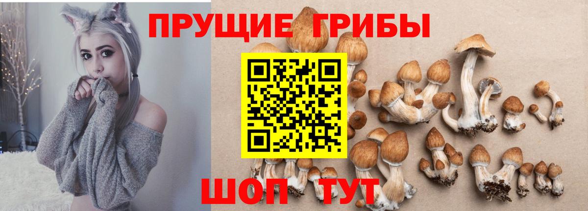 Псилоцибиновые грибы Psilocybe Кашира
